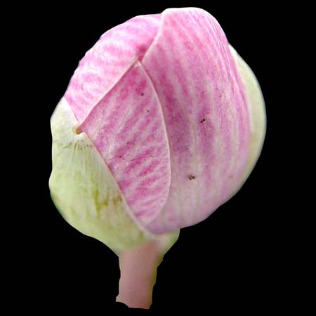 pink sanguinaria bud