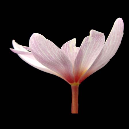 pink sanguinaria side view
