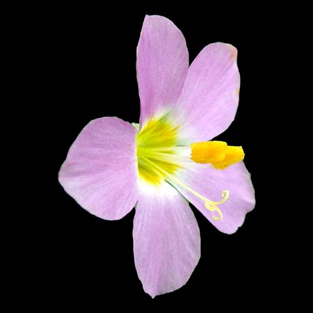 polemonium carneum