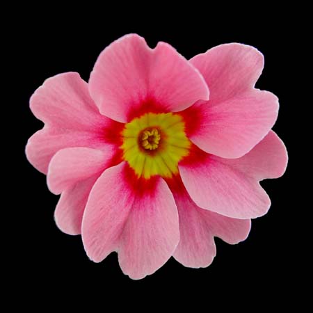primula princess
