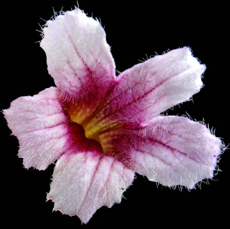 rhemania glutinosa