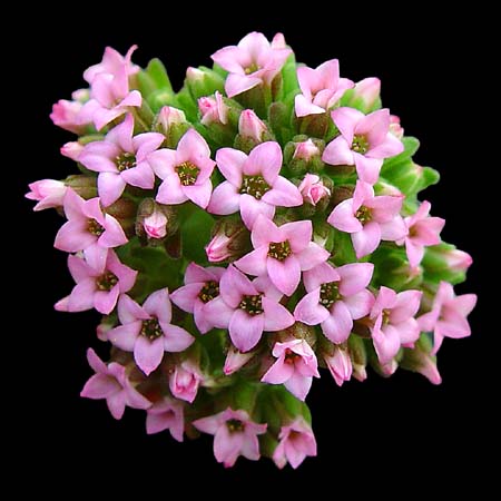 sedum pilosum flower