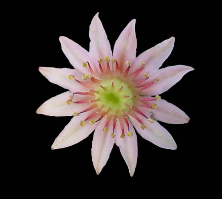 sempervivum arachnoidium