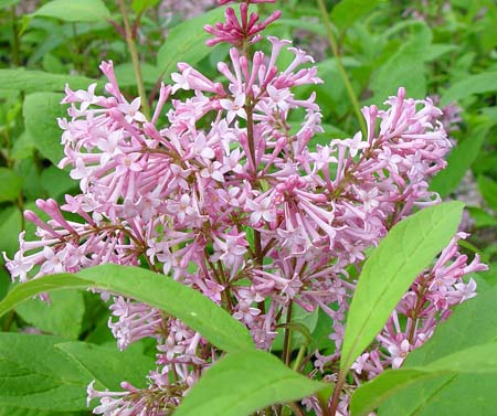 syringa swegiflexa 'James Mcfarland'