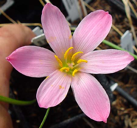 zephranthes macrosiphon