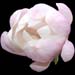 Magnolia 'Waterlilly'