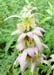 Monarda punctata