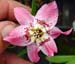 Nomocharis hyb