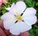 Oenothera caespitosa running form