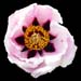 Paeonia aff Suffruticosa (Rockii) halda