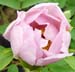 Paeonia moutan