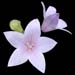 Platycodon grandiflorum Fujii Pink