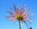 Pulsatilla vulgaris seed head