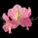 Rhododendron 'Airy Fairy'