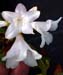 Rhododendron 'Dora Amatas'