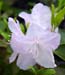 Rhododendron 'Pioneer Silvery pink'