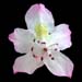 Rhododendron catawbiense late flowering ex punnett