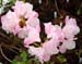Rhododendron'Pioneer Silvery Pink'