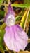 Roscoea auriculata
