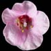 Saxifraga myra cleenup