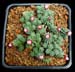 Saxifraga x 'Peach Blossom'