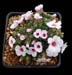 Saxifraga x 'Sarka'