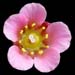 Saxifraga x biasoletii