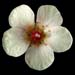 Saxifraga x boydilacina 'Penelope' closeup