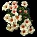 Saxifraga x boydilacina 'Penelope'