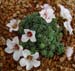 Saxifraga x ingwersenii 'Simplicity' 3.jpg