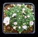 Saxifraga x irvingii 'Lusanna'