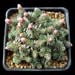 Saxifraga x megaseaeflora 'Karel Capek'