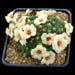 Saxifraga x megaseaeflora 'Troja'