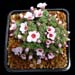 Saxifraga x petraschii