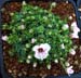 Saxifraga x rosinae 'Rosina Sunderman' 2.JPG