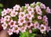 Sedum pilosum