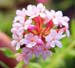 Stellera chamaejasme pink form