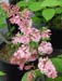 Syringa 'Miss Canada'