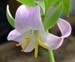 Trillium catesbei