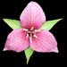 Trillium vaysii x rugellii