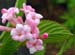 Viburnum x bodnatense 'Pink Dawn'