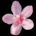 Weigela sp. Aff floribunda HC 970509