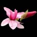 magnolia daybreak