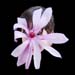 magnolia eating ender