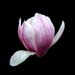magnolia witches broom