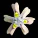 morea papilionacaea