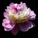 paeonia hyb sorbet