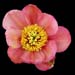 paeony delavayi