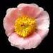 paeony intersectional ex punnett
