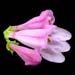 penstemon pink holly trio cleenup